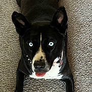 Ravyn joined the competition — help win amazing prizes! dog, black_and_white, blue_eyes, carpet, indoor, pet, lying_down, tongue_out, bone_treat, animal, furniture, collar, cute, playful, front_legs, hind_legs, close_up, domestic, canine, attention