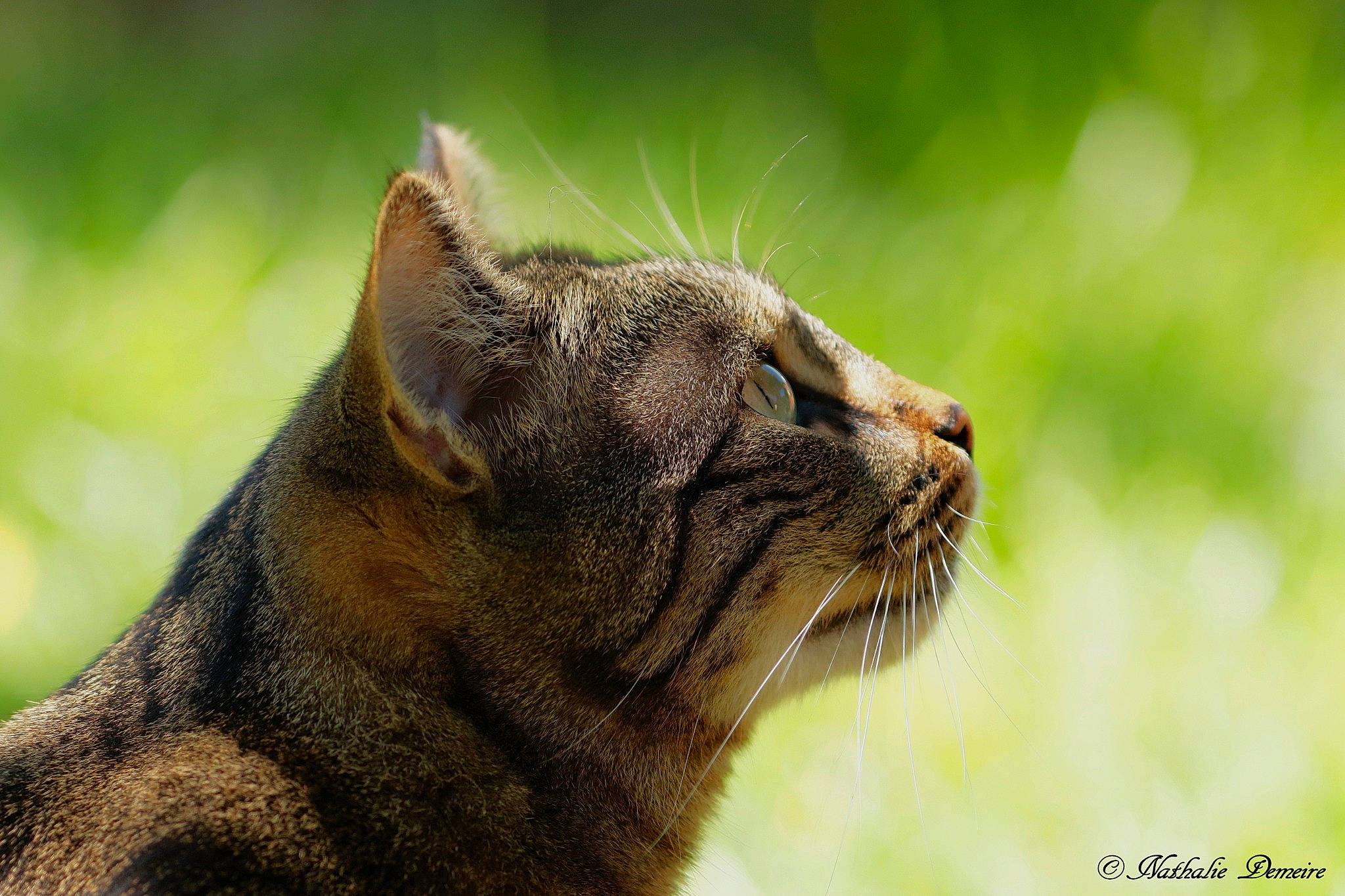 Kimi participe au concours pour gagner de l'argent avec cette photo : brown, carnivore, cat, close_up, facial_expression, fawn, felidae, liver, macro_photography, organ, small_to_medium_sized_cats, snout, terrestrial_animal, whiskers, wild_cat, wildlife