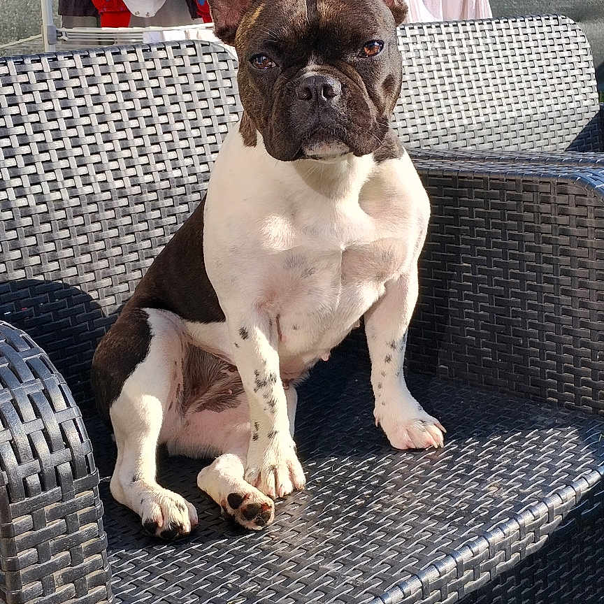 Mia a rejoint le concours — aidez-le/la à gagner de superbes lots ! animal, bench, bostonbull, boxer, bulldog, canine, chair, cushion, dog, frenchbulldog, furniture, grass, homedecor, hound, linen, pet, pitbull, plant, pottedplant, puppy