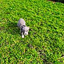 Broke a rejoint le concours — aidez-le/la à gagner de superbes lots ! puppy, dog, grass, lawn, outdoor, small_dog, canine, young_dog, dog_face, blue_coat, collar, cute, walking, park, greenery, sunlit, ground, shallow_depth_of_field, nature, explorer