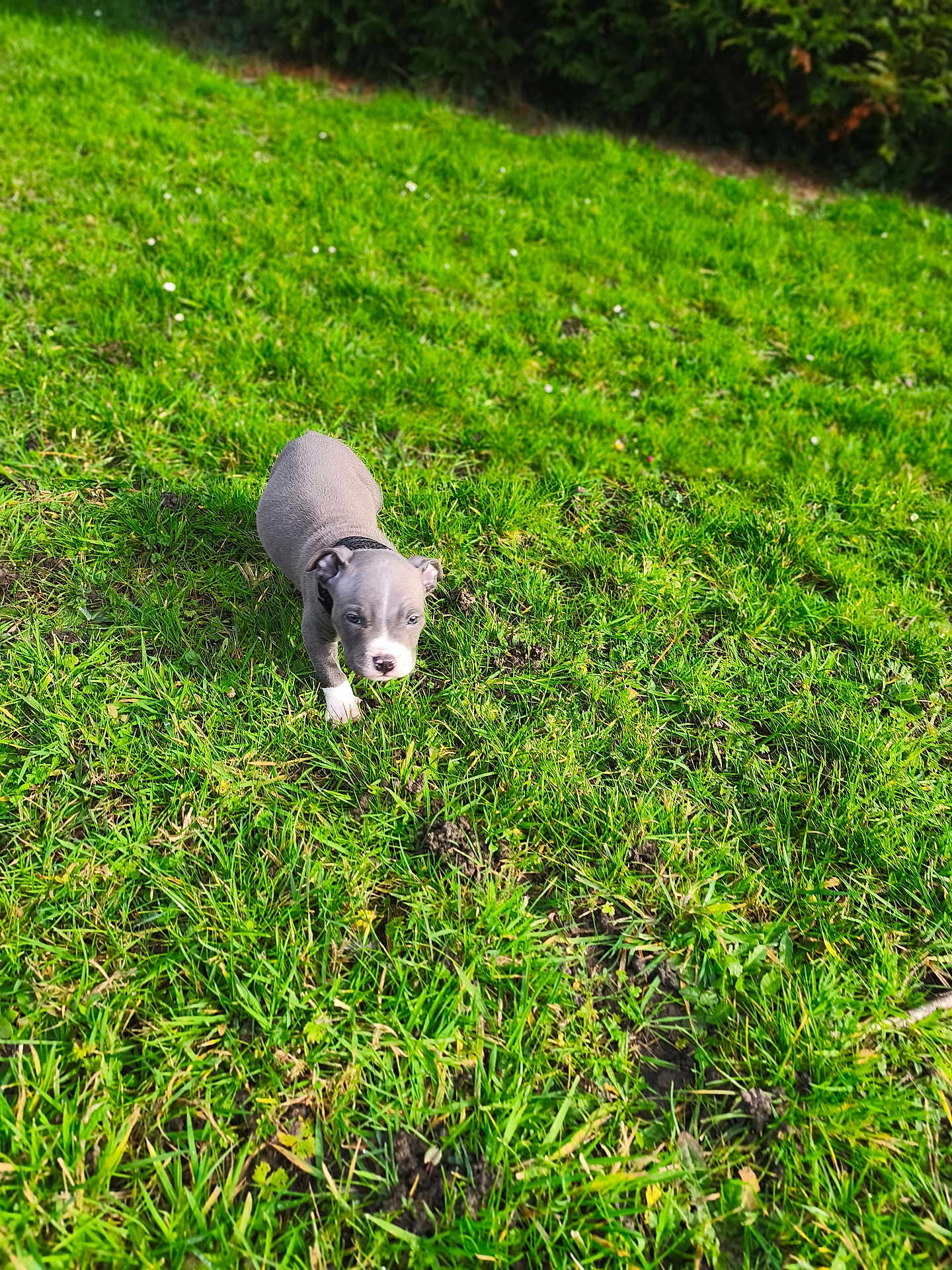 Broke a rejoint le concours — aidez-le/la à gagner de superbes lots ! puppy, dog, grass, lawn, outdoor, small_dog, canine, young_dog, dog_face, blue_coat, collar, cute, walking, park, greenery, sunlit, ground, shallow_depth_of_field, nature, explorer