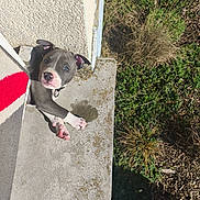 Broke a rejoint le concours — aidez-le/la à gagner de superbes lots ! collar, collar_ring, concrete, curious, dog, dog_face, grass, gray_coat, ledge, looking_up, moss, outdoor, paws, pet, pink_paws, plants, puppy, shadow, sunlight, wall