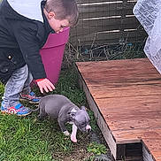 Broke a rejoint le concours — aidez-le/la à gagner de superbes lots ! child, toddler, puppy, dog, grass, wooden_deck, fence, plastic_pot, jacket, sneakers, hand, sniffing, backyard, outdoor, wood_planks, potted_plant, playing, pet, curious, short_hair