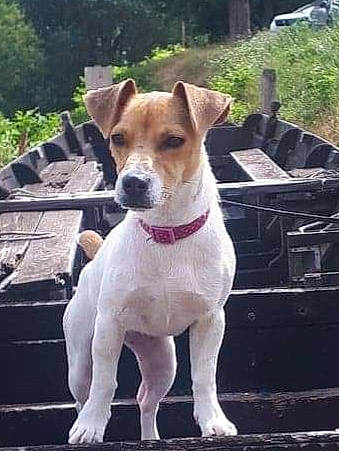 Steyla a rejoint le concours — aidez-le/la à gagner de superbes lots ! canidae, carnivore, collar, companion_dog, dog, dog_breed, dog_collar, dog_supply, fawn, irishjacks, non_sporting_group, plant, snout, sporting_group, tail, terrestrial_animal, terrier, tree, whiskers, working_animal