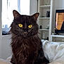 cat, black_cat, yellow_eyes, pet, indoor, blanket, bed, cozy, furniture, teddy_bear, shelf, television, window, curtains, plant, home, cute, fluffy, domestic_animal, animal