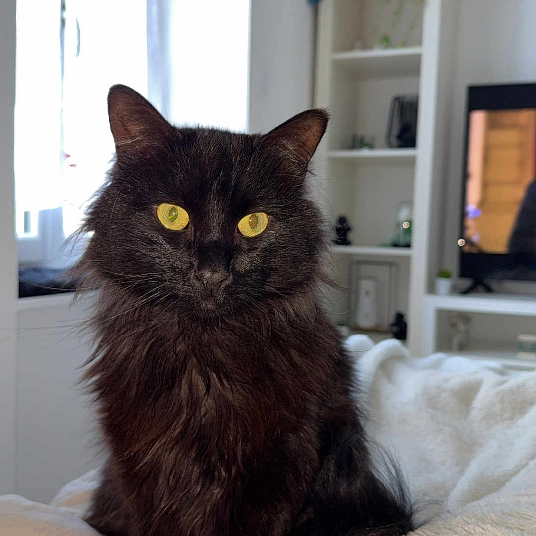 Mimi a rejoint le concours — aidez-le/la à gagner de superbes lots ! animal, bed, black_cat, blanket, cat, cozy, curtains, cute, domestic_animal, fluffy, furniture, home, indoor, pet, plant, shelf, teddy_bear, television, window, yellow_eyes