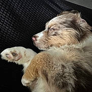 Valou participe au concours pour gagner de l'argent avec cette photo : animal, black_background, brown, closeup, cozy, cute, dog, fluffy, fur, indoor, paw, peaceful, pet, pink_nose, puppy, relaxing, resting, sleeping, texture, white