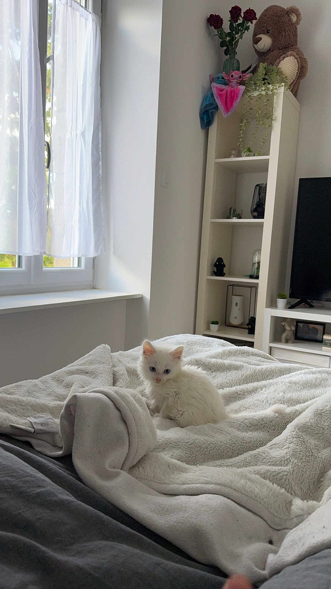 Nana a rejoint le concours — aidez-le/la à gagner de superbes lots ! kitten, cat, white_cat, blue_eyes, bed, blanket, window, curtains, teddy_bear, shelf, plant, living_room, cozy, natural_light, soft_texture, indoor, cute, pet, home_decor, furniture