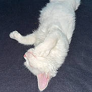 Nana a rejoint le concours — aidez-le/la à gagner de superbes lots ! cat, white_cat, pet, fluffy, sleeping, relaxed, indoor, paw, fur, cute, animal, mammal, resting, cozy, soft, domestic_animal, lying_down, pink_ear, whiskers, feline