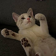 Gugu participe au concours pour gagner de l'argent avec cette photo : kitten, cat, pet, animal, feline, paws, couch, blanket, indoor, cute, fur, whiskers, ears, playful, relaxed, domestic, closeup, lying_down, paw_pads, young