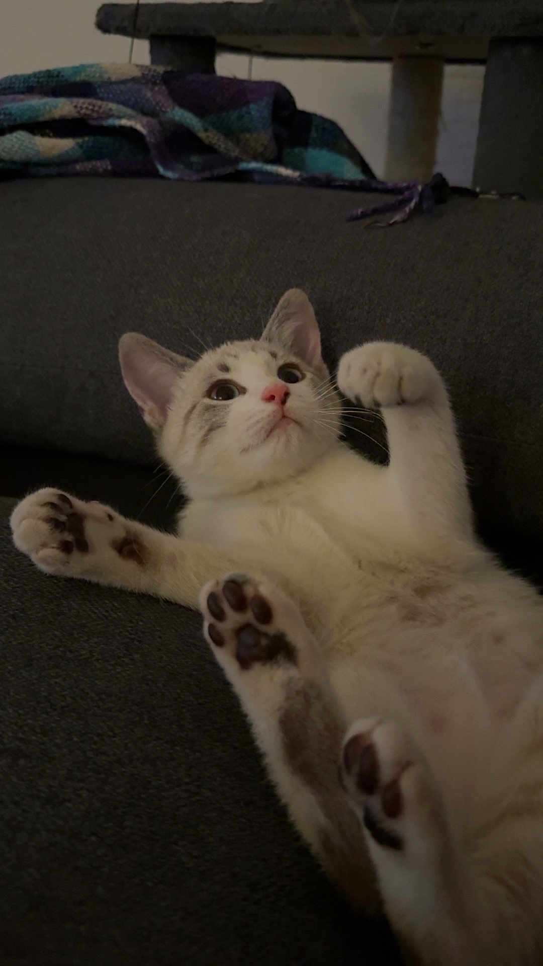 Gugu participe au concours pour gagner de l'argent avec cette photo : kitten, cat, pet, animal, feline, paws, couch, blanket, indoor, cute, fur, whiskers, ears, playful, relaxed, domestic, closeup, lying_down, paw_pads, young