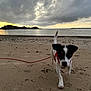 dog, beach, sand, leash, cloudy_sky, sunset, water, island, outdoor, animal, pet, small_dog, nature, coast, shore, sky, walk, motion_blur, daytime, playful