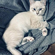 Azur a rejoint le concours — aidez-le/la à gagner de superbes lots ! kitten, cat, white_cat, blue_eyes, pet, feline, animal, cute, soft_blanket, gray_blanket, cozy, indoor, resting, paw, fur, whiskers, sleepy, relaxed, young_cat, domestic_cat