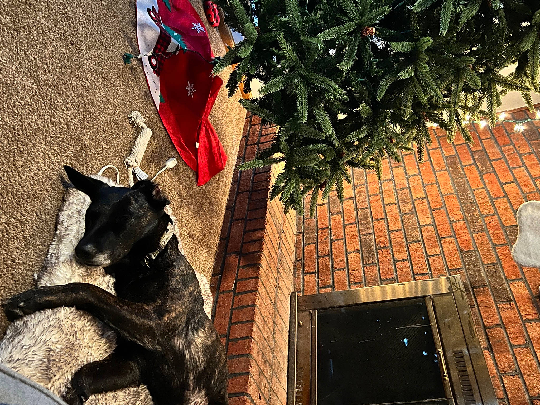 Lana joined the competition — help win amazing prizes! art, brick, brickwork, canidae, carmine, carnivore, dog, dog_breed, domestic_short_haired_cat, felidae, grass, leaf, plant, shadow, small_to_medium_sized_cats, tail, tints_and_shades, tree, window, wood