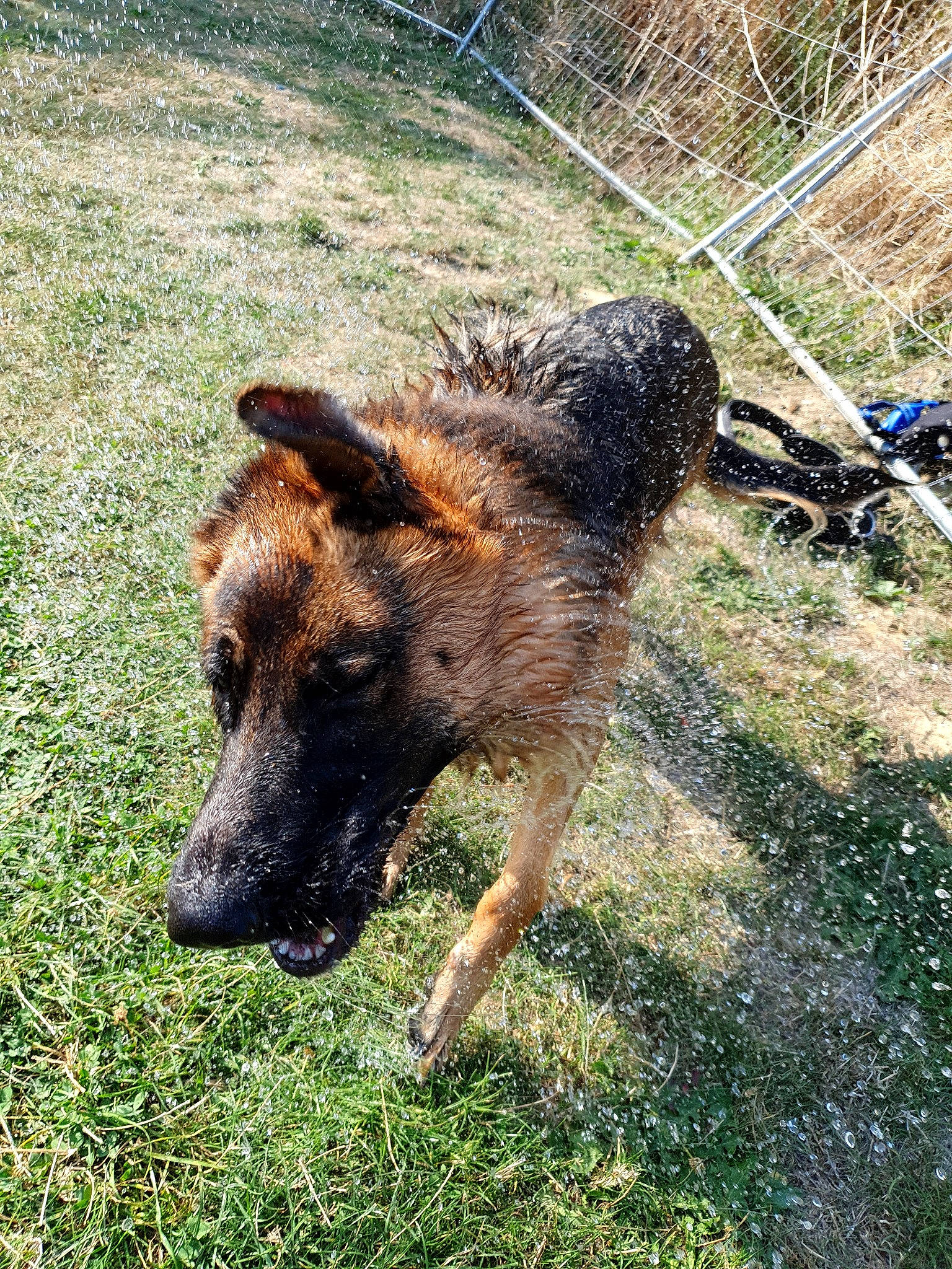 Petra a rejoint le concours — aidez-le/la à gagner de superbes lots ! canidae, canis, carnivore, dog, dog_breed, fawn, fence, german_shepherd_dog, grass, guard_dog, herbaceous_plant, herding_dog, mesh, old_german_shepherd_dog, plant, sporting_group, terrestrial_animal, wire_fencing, working_animal, working_dog