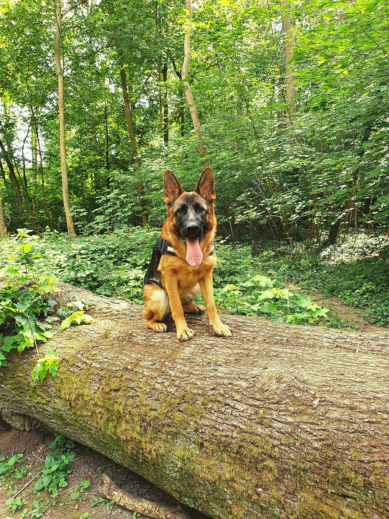 Petra a rejoint le concours — aidez-le/la à gagner de superbes lots ! carnivore, companion_dog, dog, dog_breed, fawn, forest, german_shepherd_dog, grass, herding_dog, landscape, natural_landscape, plant, sporting_group, tail, temperate_broadleaf_and_mixed_forest, terrestrial_plant, tree, trunk, wood, woodland