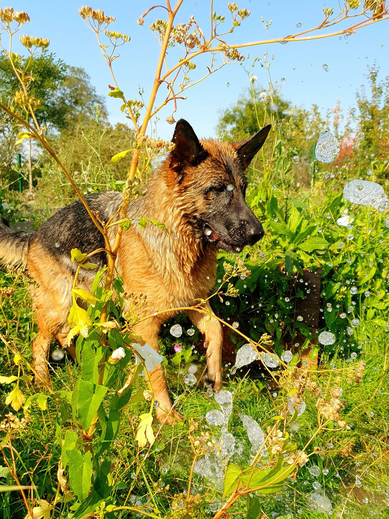 Petra participe au concours pour gagner de l'argent avec cette photo : art, canidae, carnivore, dog_breed, fawn, fireworks, fox, grass, groundcover, natural_landscape, plant, shrub, sky, snout, sporting_group, tail, terrestrial_animal, tree, wildlife