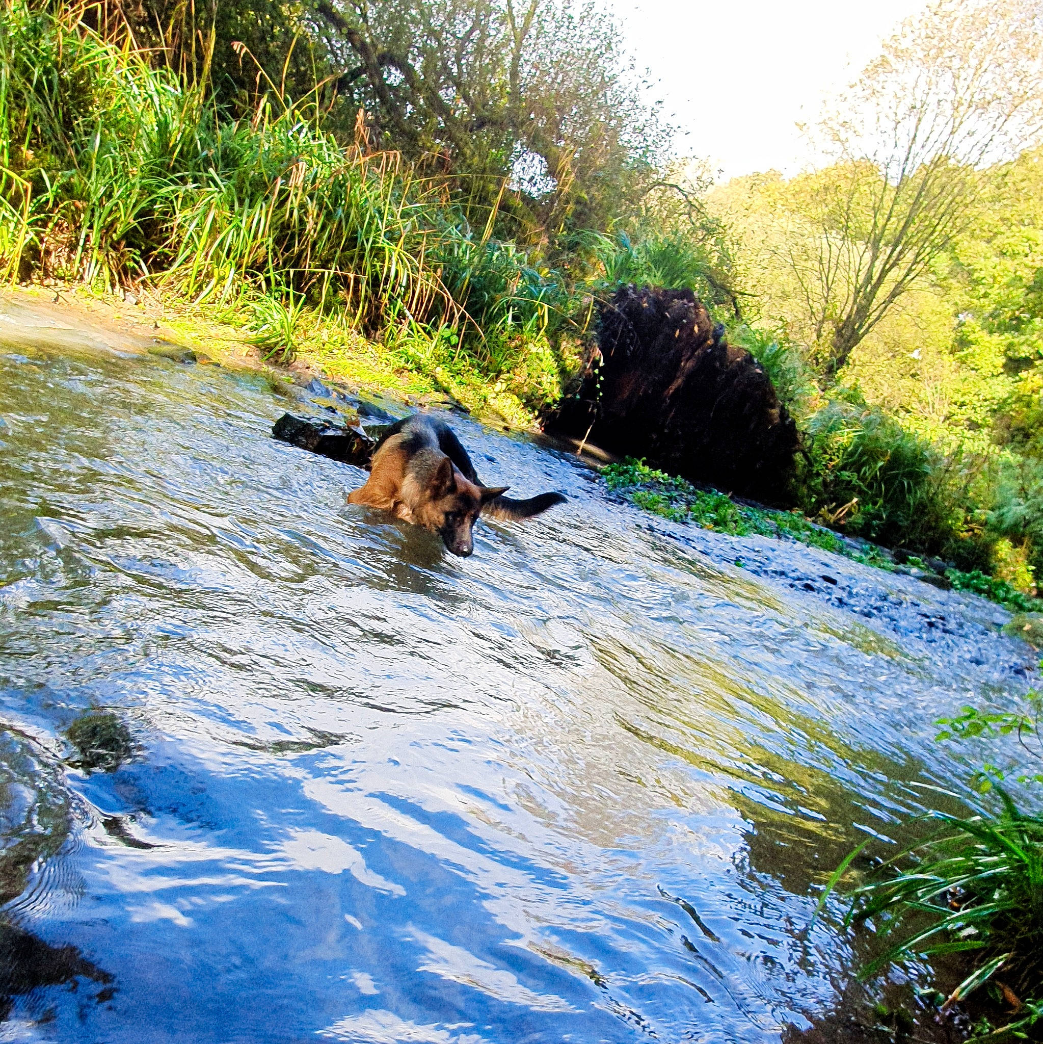 Petra a rejoint le concours — aidez-le/la à gagner de superbes lots ! bank, body_of_water, carnivore, fawn, fluvial_landforms_of_streams, forest, grass, groundcover, lake, landscape, mountain_river, natural_landscape, plant, riparian_zone, sky, spring, stream, water, watercourse, working_animal
