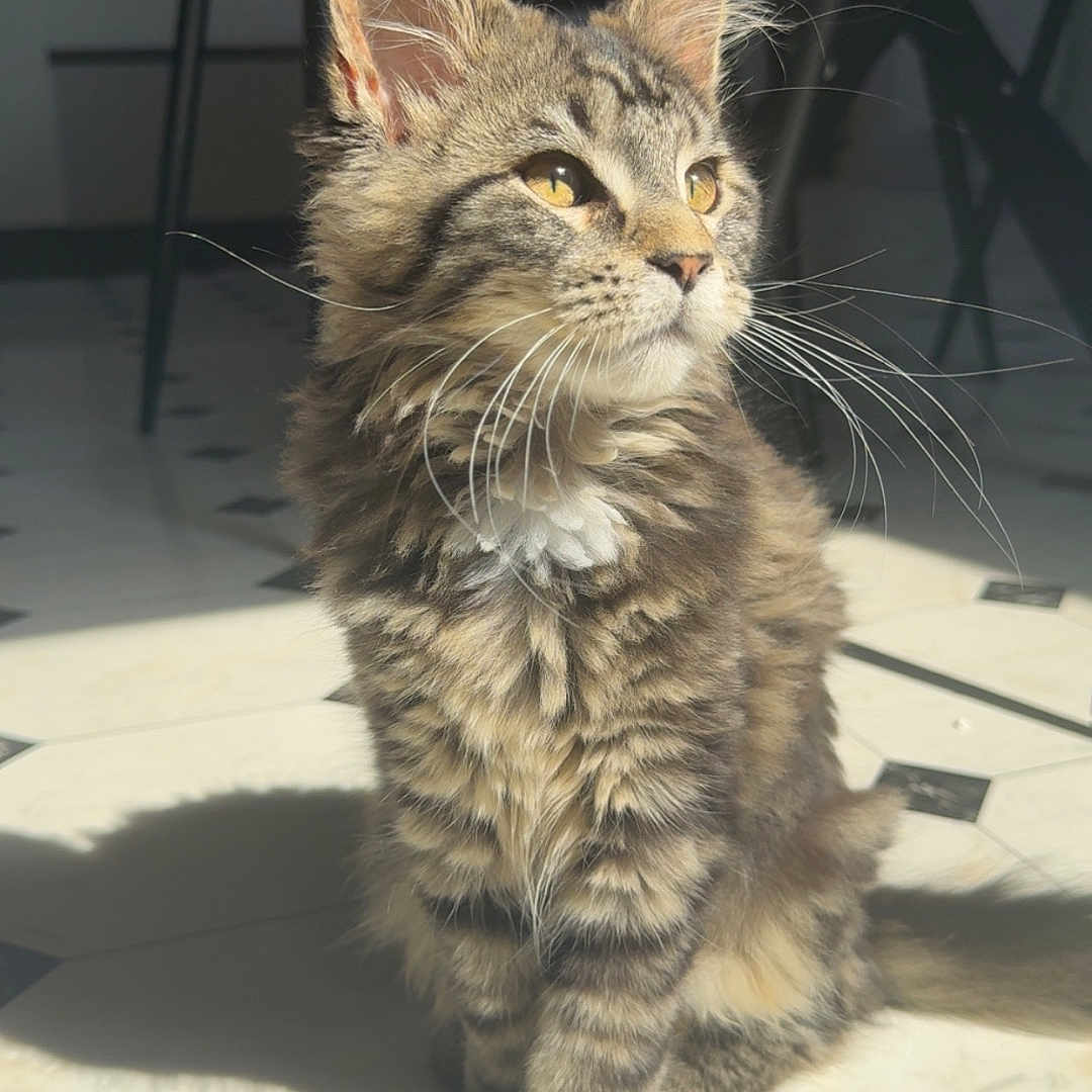 Vadria participe au concours pour gagner de l'argent avec cette photo : abyssinian, accessories, angora, animal, armchair, cat, chair, couch, flagstone, furniture, hardwood, kitten, manx, path, pet, plywood, slate, strap, walkway, wood