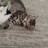 Tigger joined the competition — help win amazing prizes! kitten, cat, sleeping, tabby, white_cat, carpet, feline, pet, cute, animal, domestic_animal, fur, resting, indoor, snuggling, close_up, young_animal, soft, cozy, relaxed