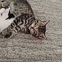 animal, carpet, cat, close_up, cozy, cute, domestic_animal, feline, fur, indoor, kitten, pet, relaxed, resting, sleeping, snuggling, soft, tabby, white_cat, young_animal