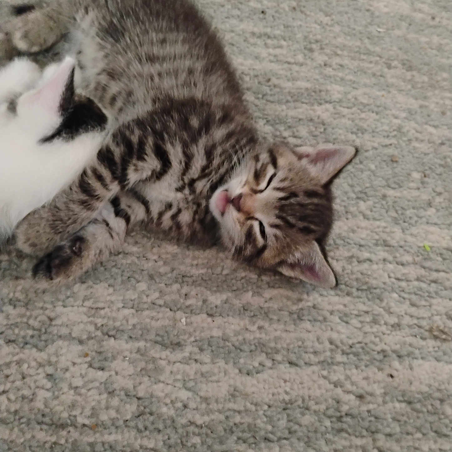 Tigger joined the competition — help win amazing prizes! animal, carpet, cat, close_up, cozy, cute, domestic_animal, feline, fur, indoor, kitten, pet, relaxed, resting, sleeping, snuggling, soft, tabby, white_cat, young_animal