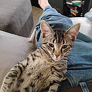 Sheba is registered to the contest to win money with this photo: animal, books, cat, closeup, couch, ears, feline, fur, furniture, indoor, jeans, lap, living_room, person, pet, relaxed, resting, sitting, tabby, whiskers