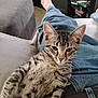 animal, books, cat, closeup, couch, ears, feline, fur, furniture, indoor, jeans, lap, living_room, person, pet, relaxed, resting, sitting, tabby, whiskers