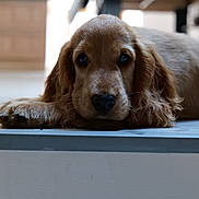 Scooby participe au concours pour gagner de l'argent avec cette photo : dog, puppy, golden_retriever, lying_down, floor, indoor, pet, cute, fur, animal, looking, resting, closeup, ears, whiskers, nose, eyes, young, calm, portrait