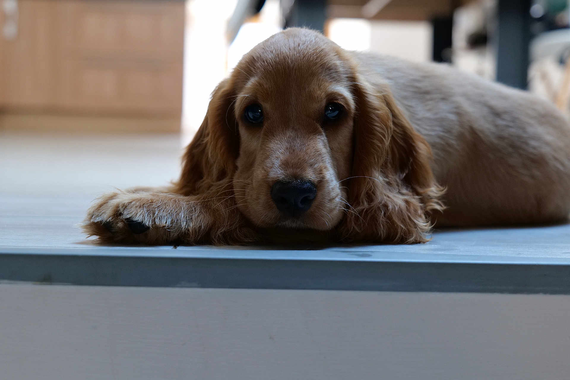 Scooby