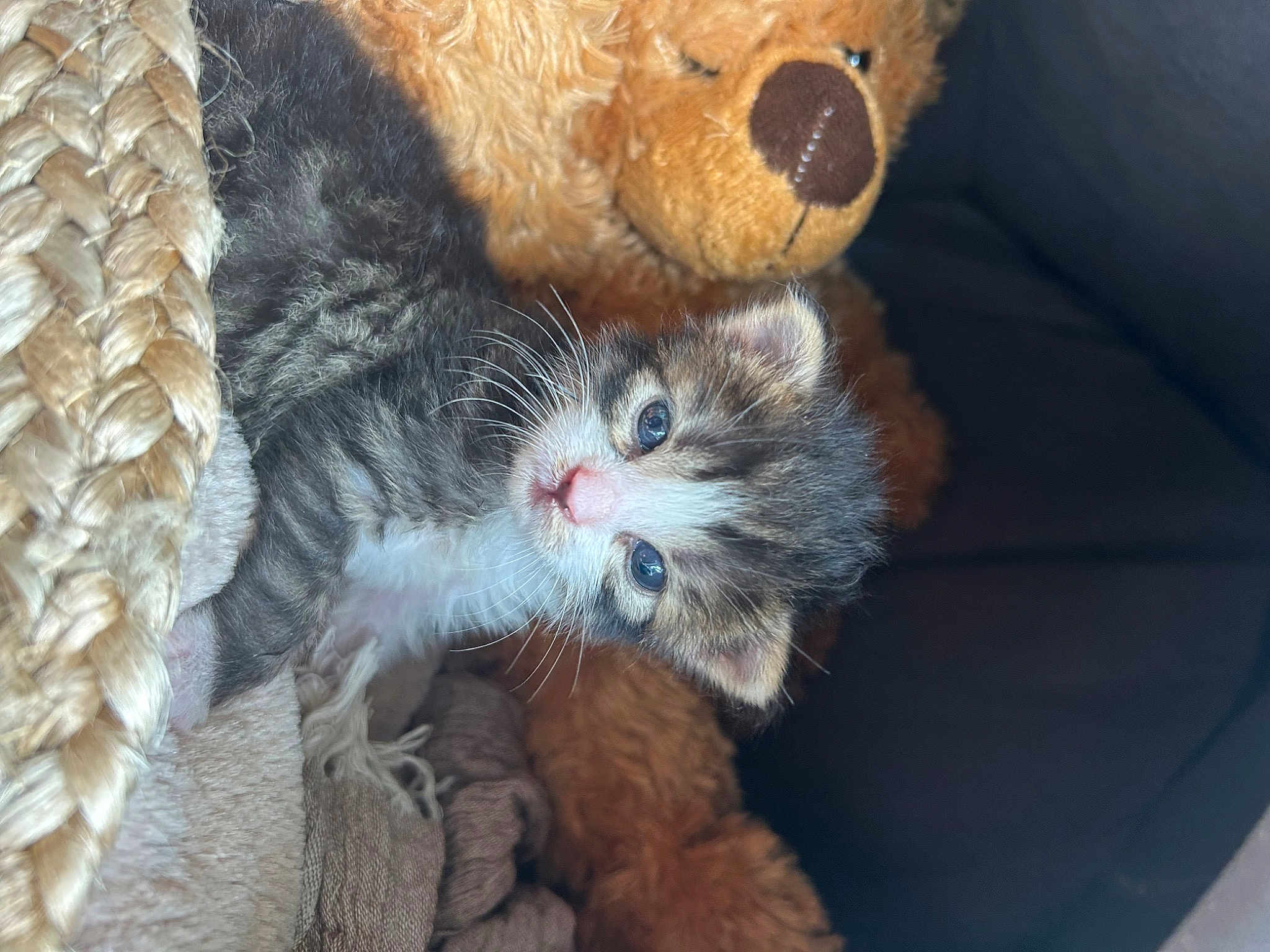 Miaou