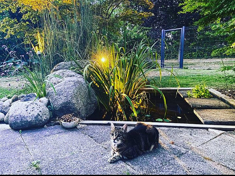 Lina a rejoint le concours — aidez-le/la à gagner de superbes lots ! asphalt, carnivore, felidae, grass, grass_family, groundcover, landscape, morning, natural_landscape, outdoor_bench, outdoor_furniture, plant, road_surface, shrub, sunlight, tints_and_shades, tree, vegetation, wood, woody_plant