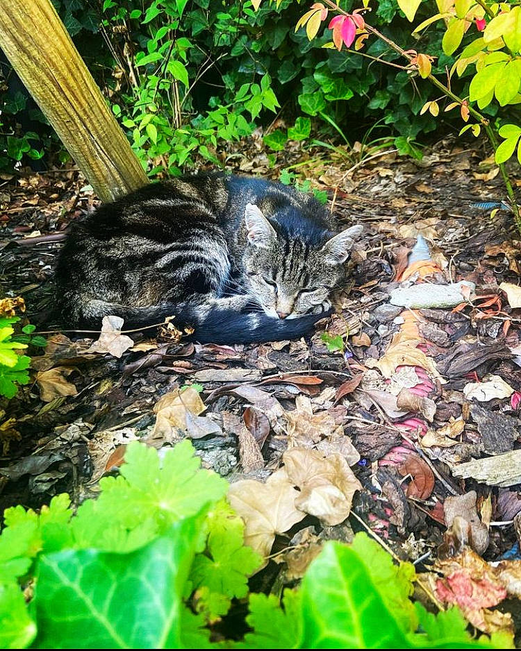 Lina participe au concours pour gagner de l'argent avec cette photo : botany, carnivore, cat, deciduous, domestic_short_haired_cat, fawn, felidae, garden, grass, groundcover, jungle, leaf, plant, small_to_medium_sized_cats, soil, tail, terrestrial_animal, terrestrial_plant, whiskers, wood