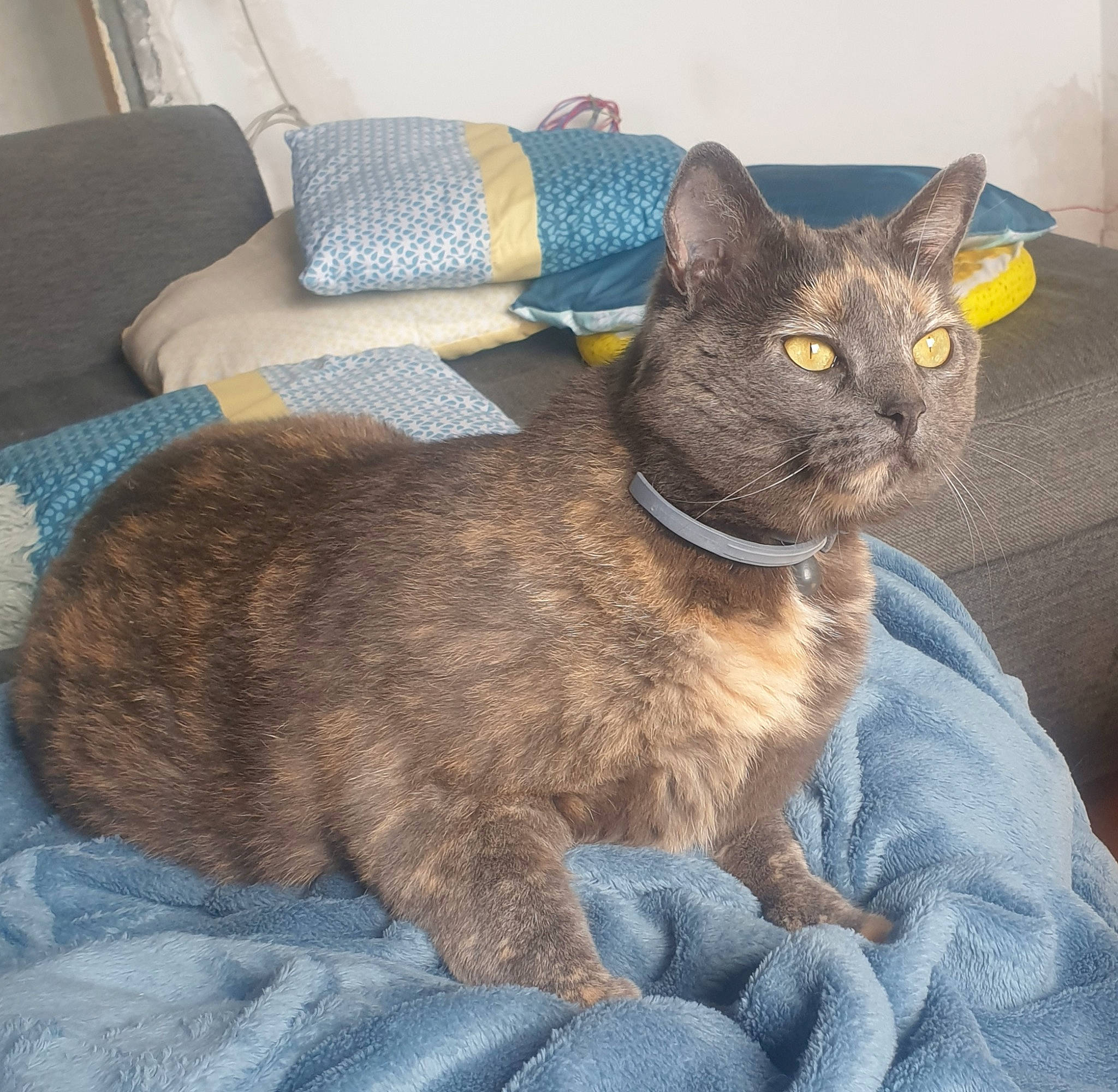 Chaussette participe au concours pour gagner de l'argent avec cette photo : asian, australian_mist, british_shorthair, burmese, carnivore, cat, chartreux, domestic_short_haired_cat, european_shorthair, felidae, german_rex, korat, mammal, rex_cat, russian_blue, small_to_medium_sized_cats, vertebrate, whiskers