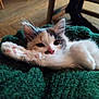 Moon participe au concours pour gagner de l'argent avec cette photo : kitten, cat, paw, fur, blanket, green, cozy, sleepy, indoor, closeup, cute, pet, animal, whiskers, relaxed, resting, soft, feline, pink_nose, texture