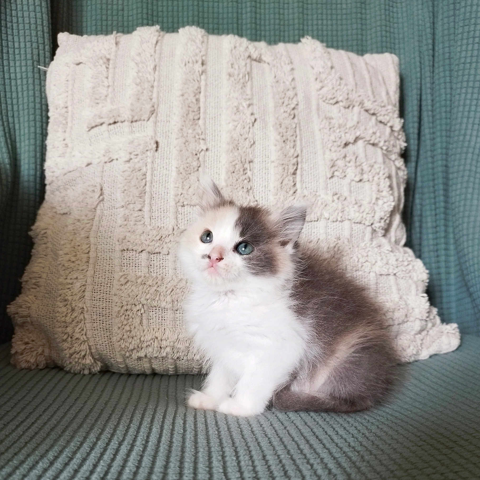 Moon a rejoint le concours — aidez-le/la à gagner de superbes lots ! animal, blue_eyes, cat, couch, cozy, curious, cute, domestic, fluffy, fur, gray, indoor, kitten, pet, pillow, sitting, small, soft, textured, white