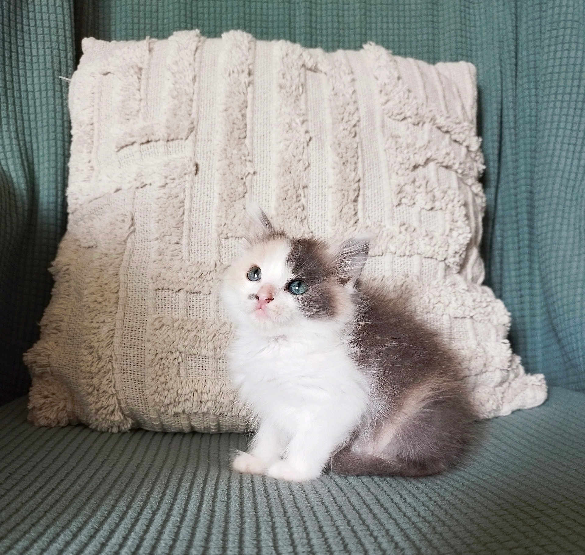 Moon a rejoint le concours — aidez-le/la à gagner de superbes lots ! kitten, cat, fluffy, white, gray, blue_eyes, couch, pillow, textured, indoor, pet, cute, small, sitting, fur, animal, domestic, cozy, soft, curious