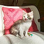 Moon a rejoint le concours — aidez-le/la à gagner de superbes lots ! kitten, cat, pet, animal, feline, white_fur, gray_fur, green_eyes, chair, cushion, red_pillow, sunlight, shadow, indoor, cozy, cute, small, curious, seated, furry