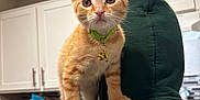 Koda joined the competition — help win amazing prizes! kitten, cat, orange_tabby, green_collar, bell, person, hoodie, shoulder, kitchen, cabinets, microwave, indoor, pet, curious, alert, feline, domestic_cat, young_cat, animal, closeup