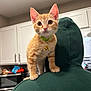 kitten, cat, orange_tabby, green_collar, bell, person, hoodie, shoulder, kitchen, cabinets, microwave, indoor, pet, curious, alert, feline, domestic_cat, young_cat, animal, closeup