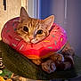 Koda joined the competition — help win amazing prizes! cat, orange_tabby, donut_collar, pet, cute, feline, indoor, perch, soft_lighting, closeup, whiskers, paws, relaxed, curious, domestic_animal, cozy, fur, animal, playful, resting
