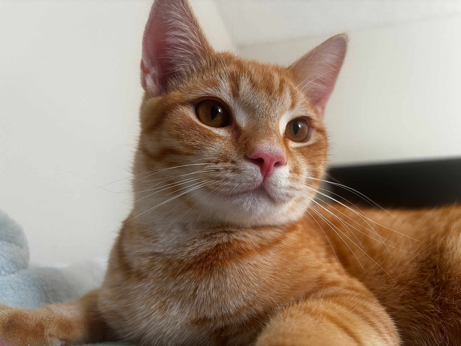 Koda