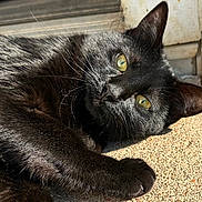 Itty joined the competition — help win amazing prizes! animal, black_cat, cat, closeup, concrete, cute, daylight, ear, feline, fur, green_eyes, laying_down, outdoor, paw, pet, portrait, relaxing, sunlight, texture, whiskers