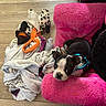 Oreo Lee joined the competition — help win amazing prizes! animal, black_and_white, blankets, blue_collar, cozy, curious, cute, dog, domestic, home, indoor, pet, pink_chair, plush, puppy, resting, small_dog, stuffed_toy, toy, wooden_floor