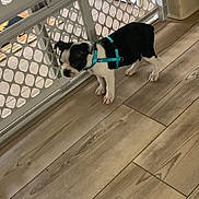 Oreo Lee joined the competition — help win amazing prizes! animal, baby_gate, black_and_white, companion, curious, cute, dog, domestic_animal, flooring, harness, house, indoor, looking, pet, playful, puppy, small_dog, standing, wooden_floor, young_dog