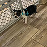 animal, baby_gate, black_and_white, companion, curious, cute, dog, domestic_animal, flooring, harness, house, indoor, looking, pet, playful, puppy, small_dog, standing, wooden_floor, young_dog