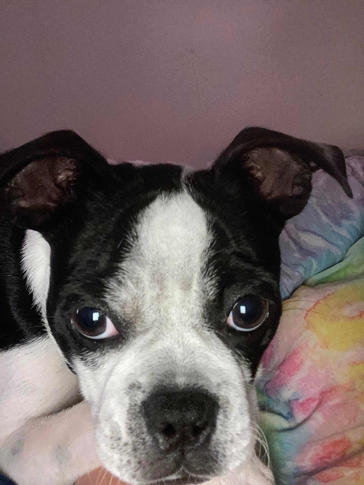Oreo