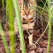 Talisman a rejoint le concours — aidez-le/la à gagner de superbes lots ! animal, bark_chips, brown, camouflage, cat, close_up, curious, ears, foliage, green_eyes, ground, mammal, nature, outdoor, paws, pet, plants, stalking, tabby, whiskers
