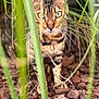 animal, bark_chips, brown, camouflage, cat, close_up, curious, ears, foliage, green_eyes, ground, mammal, nature, outdoor, paws, pet, plants, stalking, tabby, whiskers
