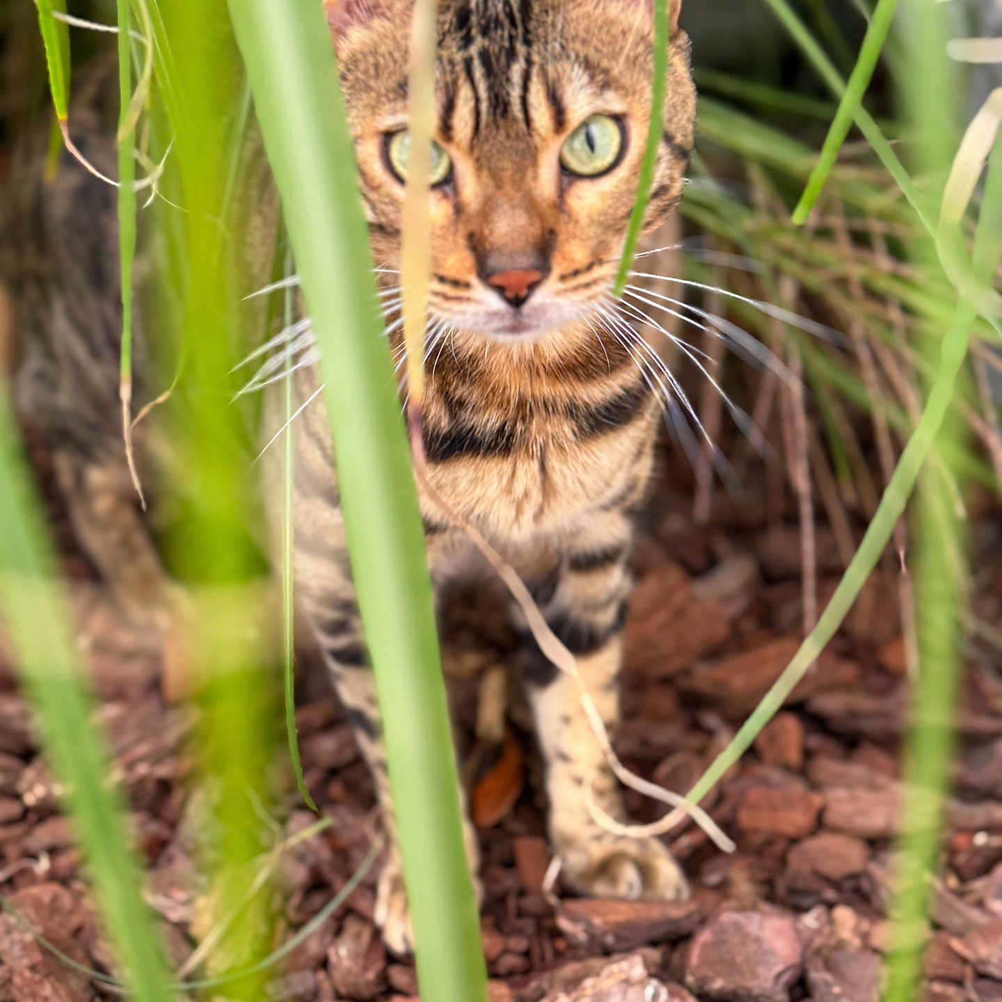 Talisman a rejoint le concours — aidez-le/la à gagner de superbes lots ! animal, bark_chips, brown, camouflage, cat, close_up, curious, ears, foliage, green_eyes, ground, mammal, nature, outdoor, paws, pet, plants, stalking, tabby, whiskers